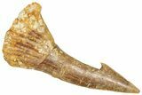 Fossil Sawfish (Onchopristis) Rostral Barb - Morocco #366694-1